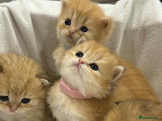 British Longhair cats ⭐️STUNNING GOLDEN BRITISH LONGHAIR TICA KITTENS⭐️ - Advert 1
