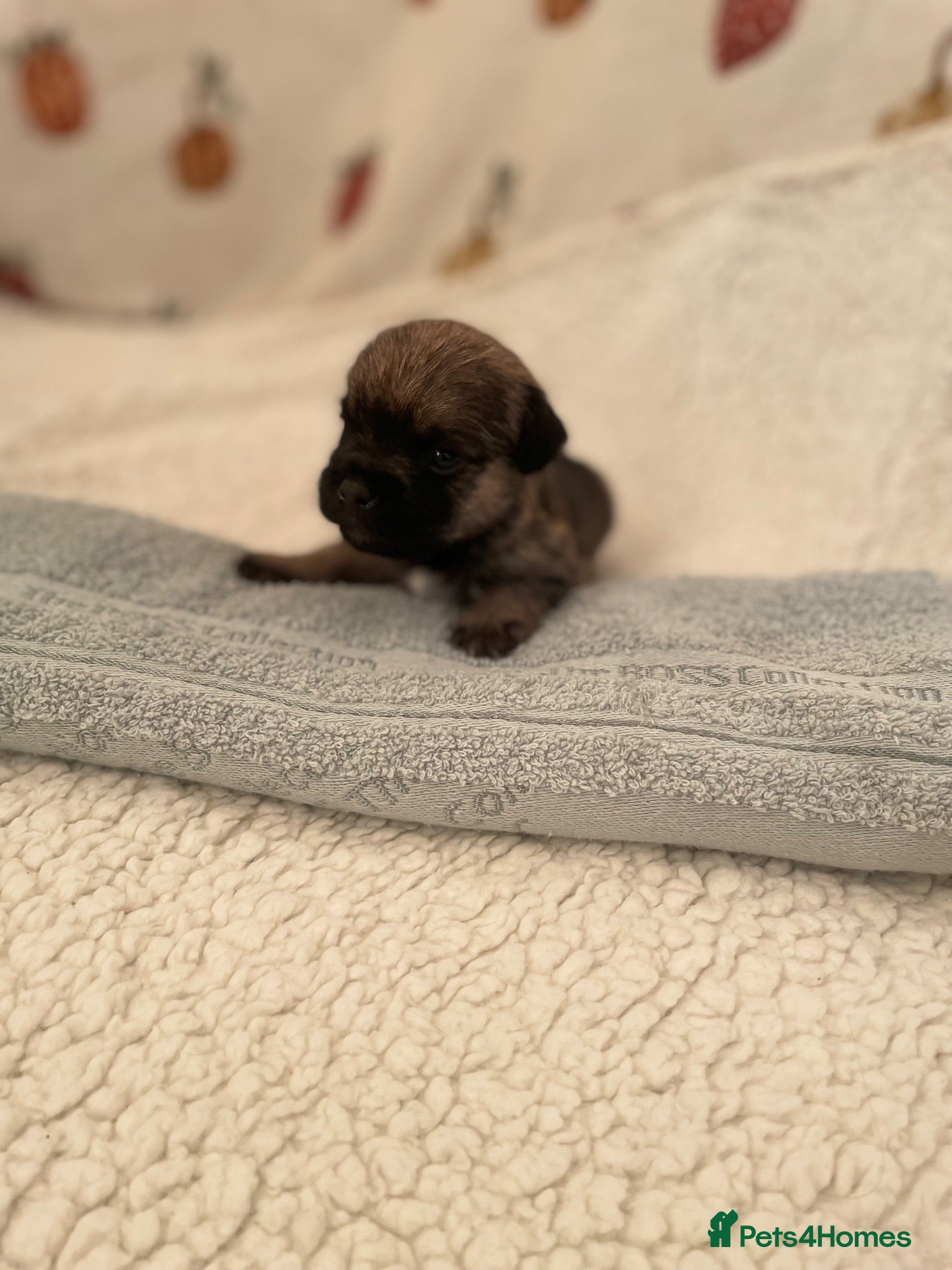 Border Terrier dogs 3 Border terrier pups kc registered - Advert 2