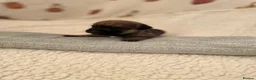 Border Terrier dogs for sale: 3 Border terrier pups kc registered - Advert 2