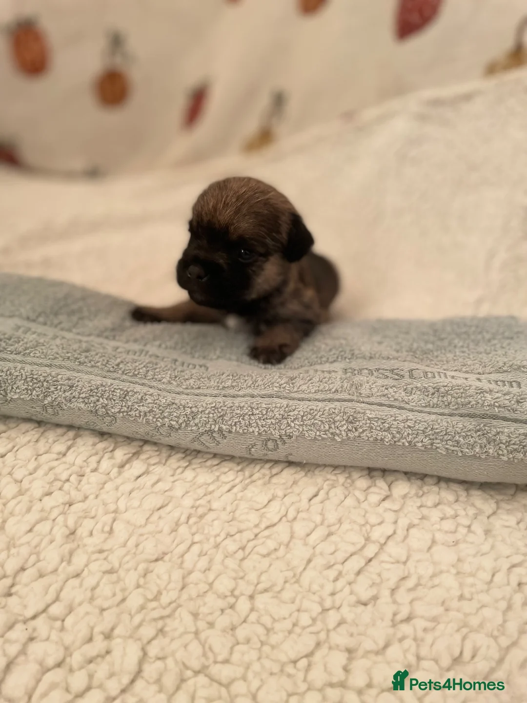 Border Terrier dogs for sale: 3 Border terrier pups kc registered - Advert 2