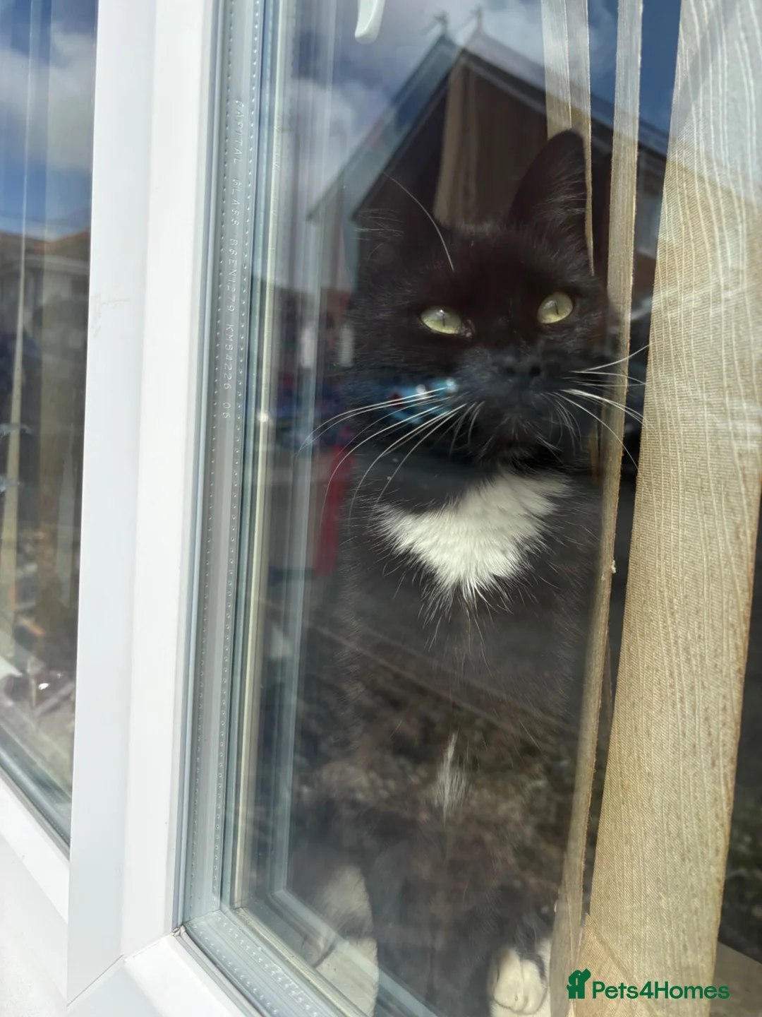 Mixed Breed cats for sale: 1 Grey (Blue) and 2 brown tabby kittens  - Advert 2
