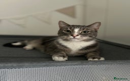 Domestic Shorthair cats for sale: 2 Male brother cats  - Image 6