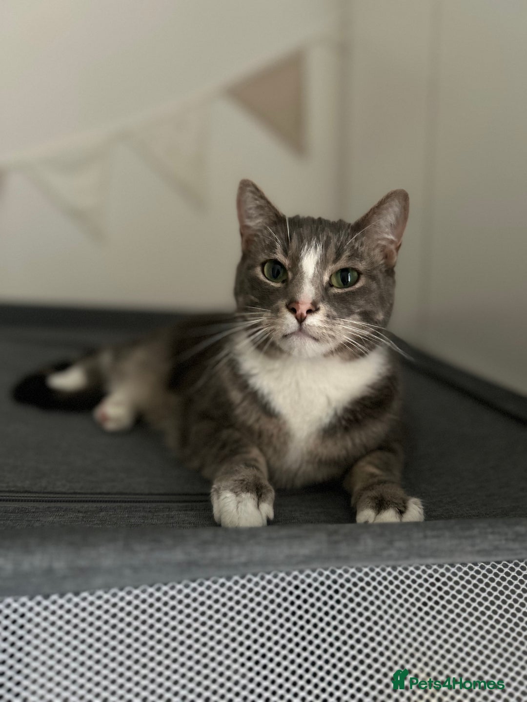 Domestic Shorthair cats for sale: 2 Male brother cats  - Image 6