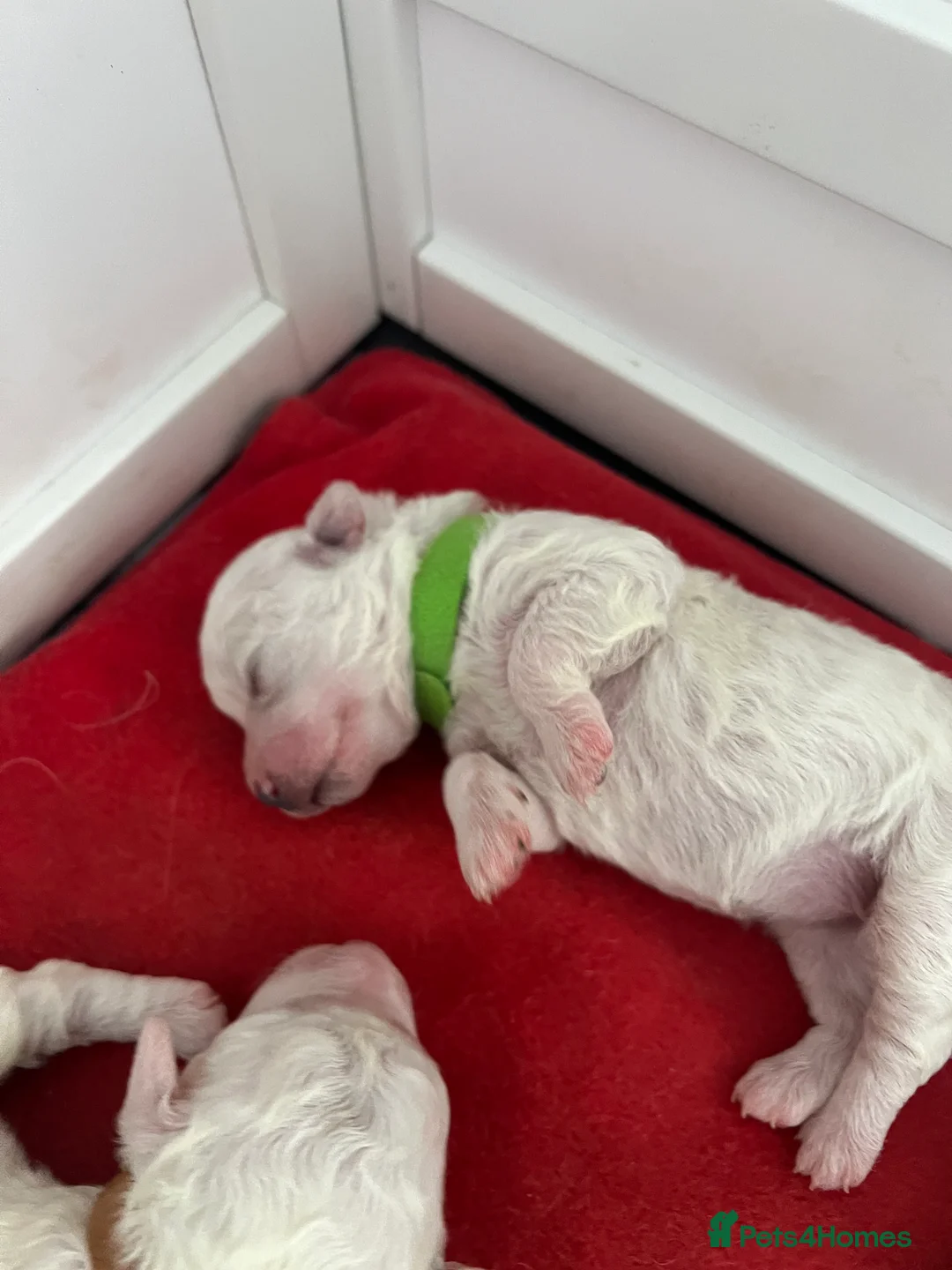 Bichon Frise dogs for sale: Bichon frise pups - Advert 6