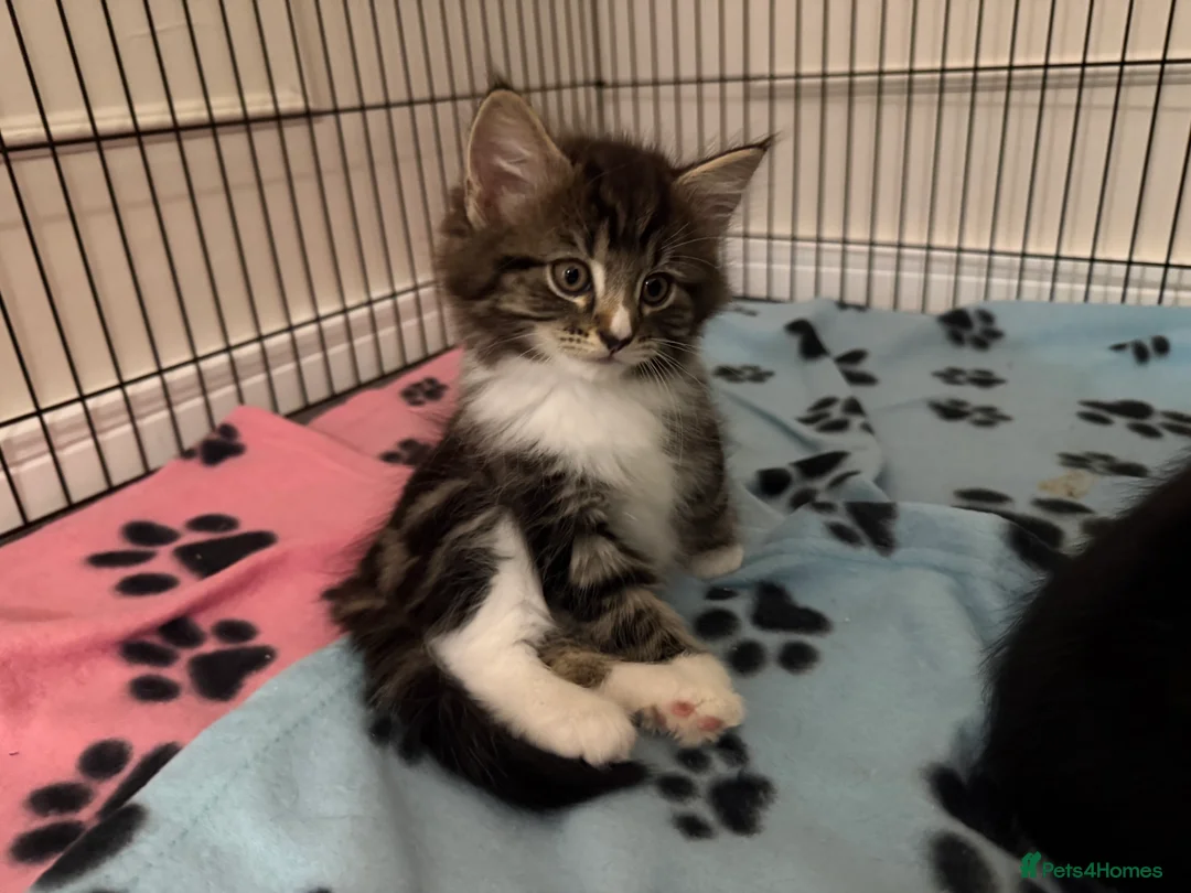 Mixed Breed cats for sale: Stunning Turkish Angora/ domesticShorthairKittens  - Advert 21