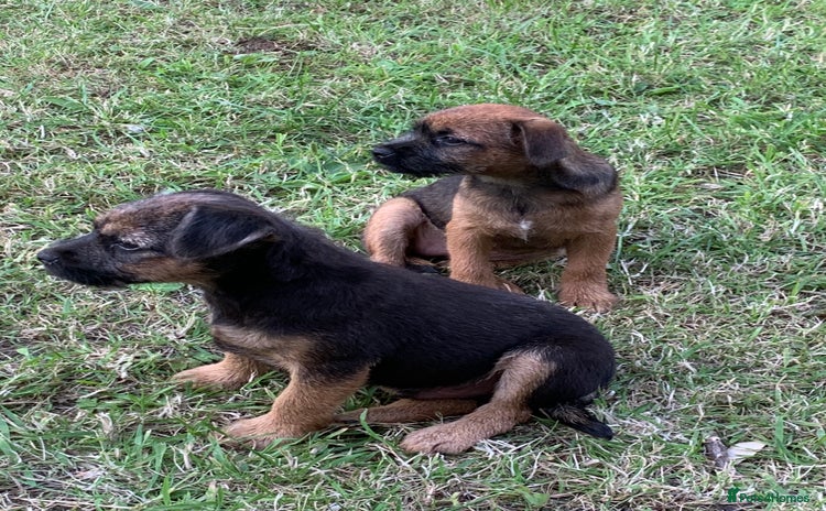 Border Terrier dogs - Advert 1