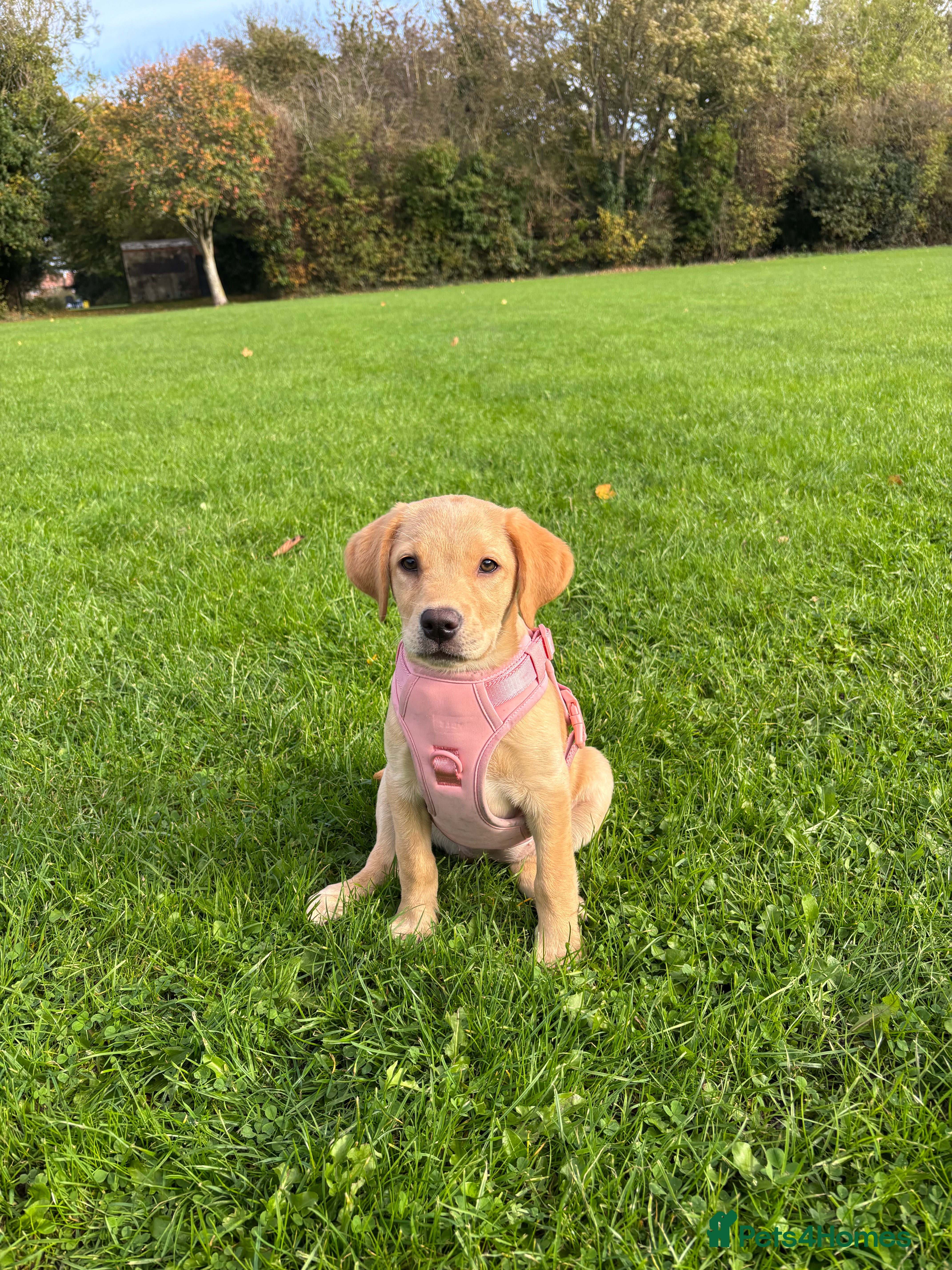 Labrador Retriever dogs Penny - Advert 5