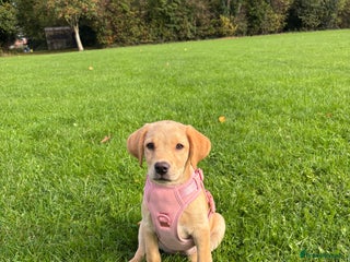 Labrador Retriever dogs Penny - Advert 15