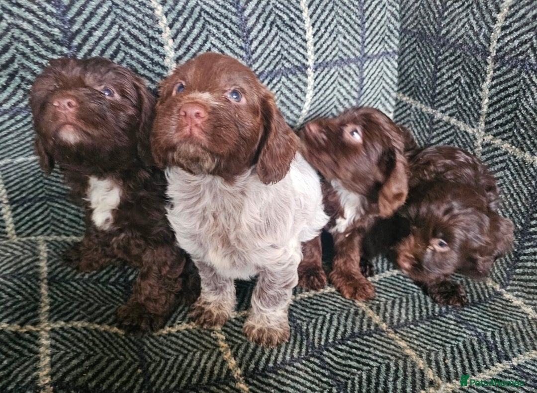 Cockapoo dogs for sale: Cockerapoo puppies F1 - Advert 18