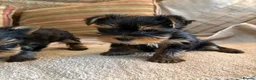 Yorkshire Terrier dogs for sale: Tiny  **  Yorkshire Terrier Pups Ready for Love in Birmingham - Advert 5