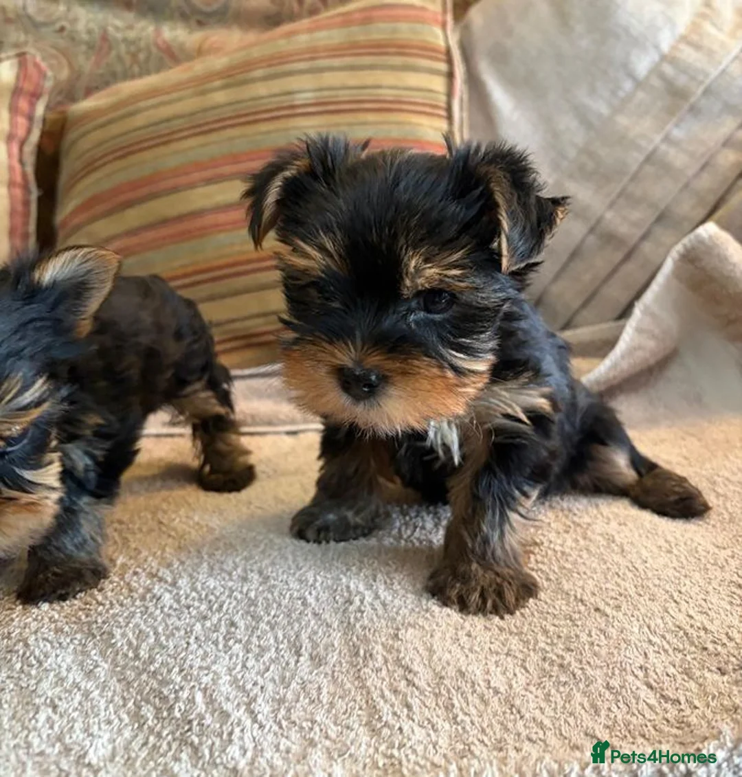 Yorkshire Terrier dogs for sale: Tiny  **  Yorkshire Terrier Pups Ready for Love in Birmingham - Advert 5