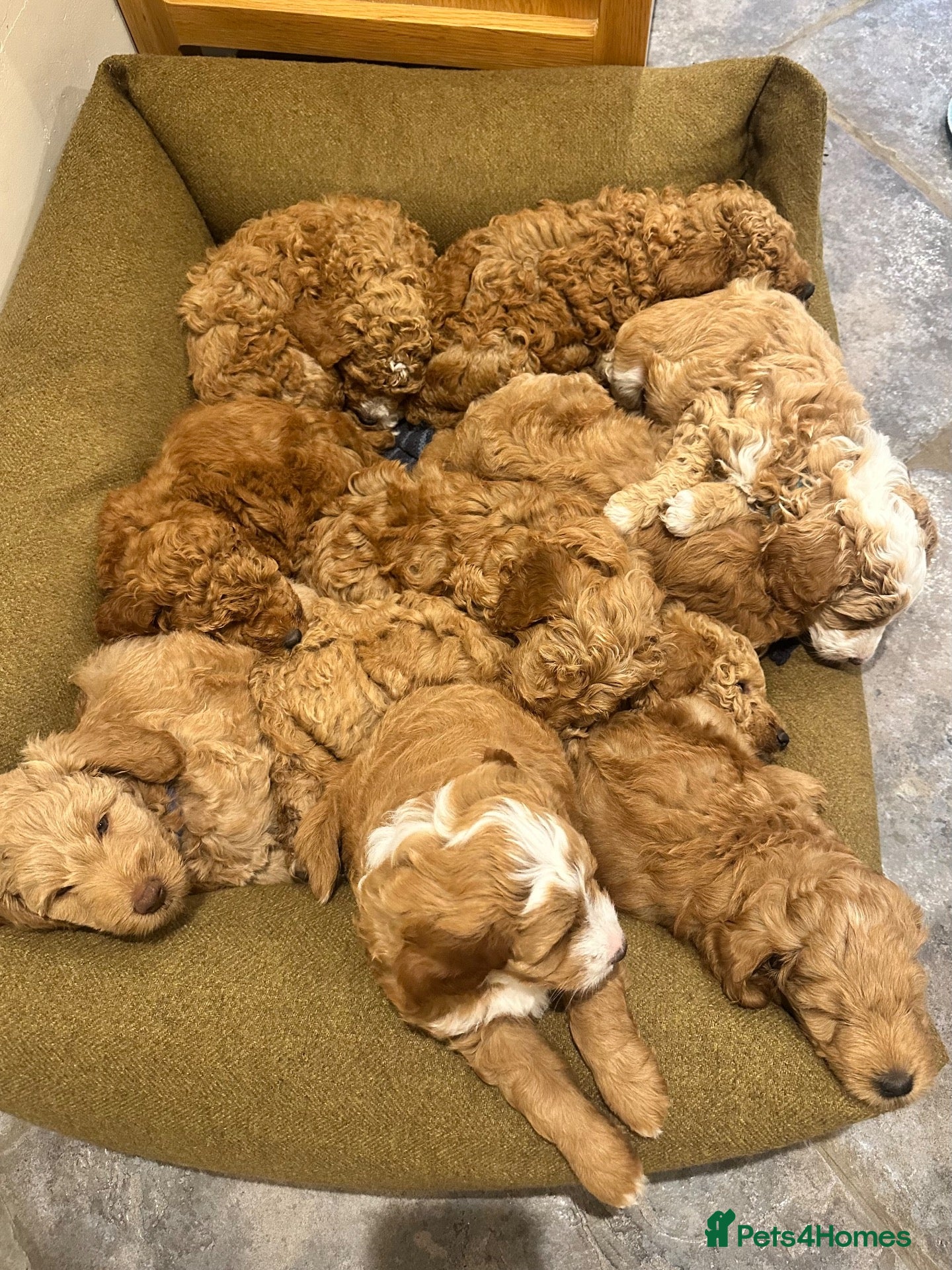 Mini Goldendoodle dogs Home reared miniature Goldendoodles - Advert 2