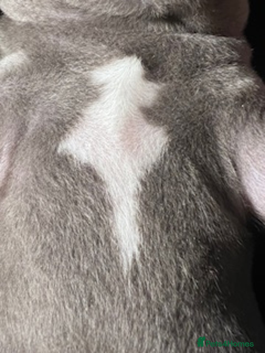 Staffordshire Bull Terrier dogs for sale: 2 Beautiful Male Blue Staffy Puppies - Advert 15