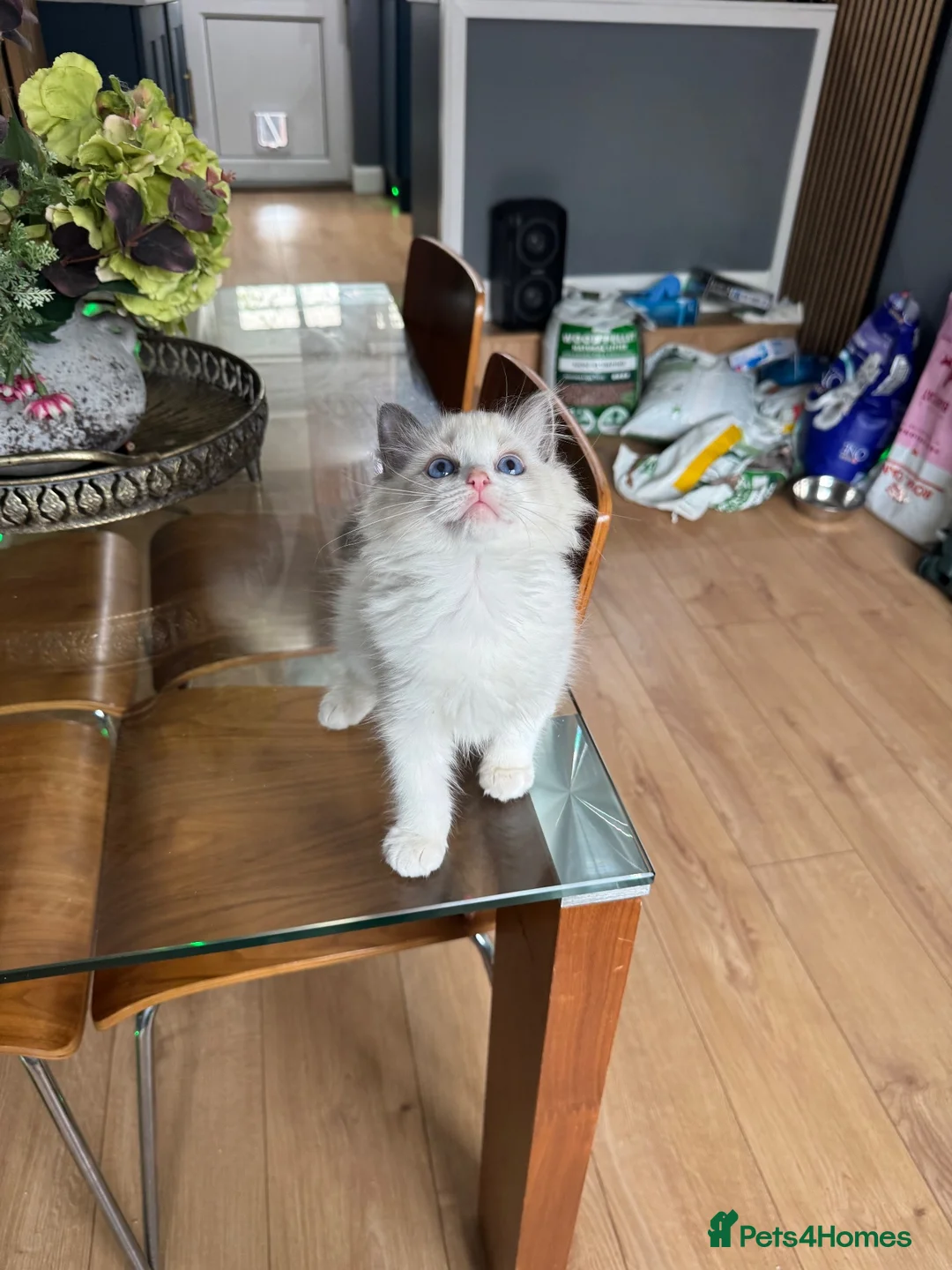 Ragdoll cats for sale: Ragdoll kittens - Advert 2