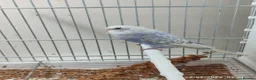 Budgerigars birds for sale: Budgies in London  - Advert 2