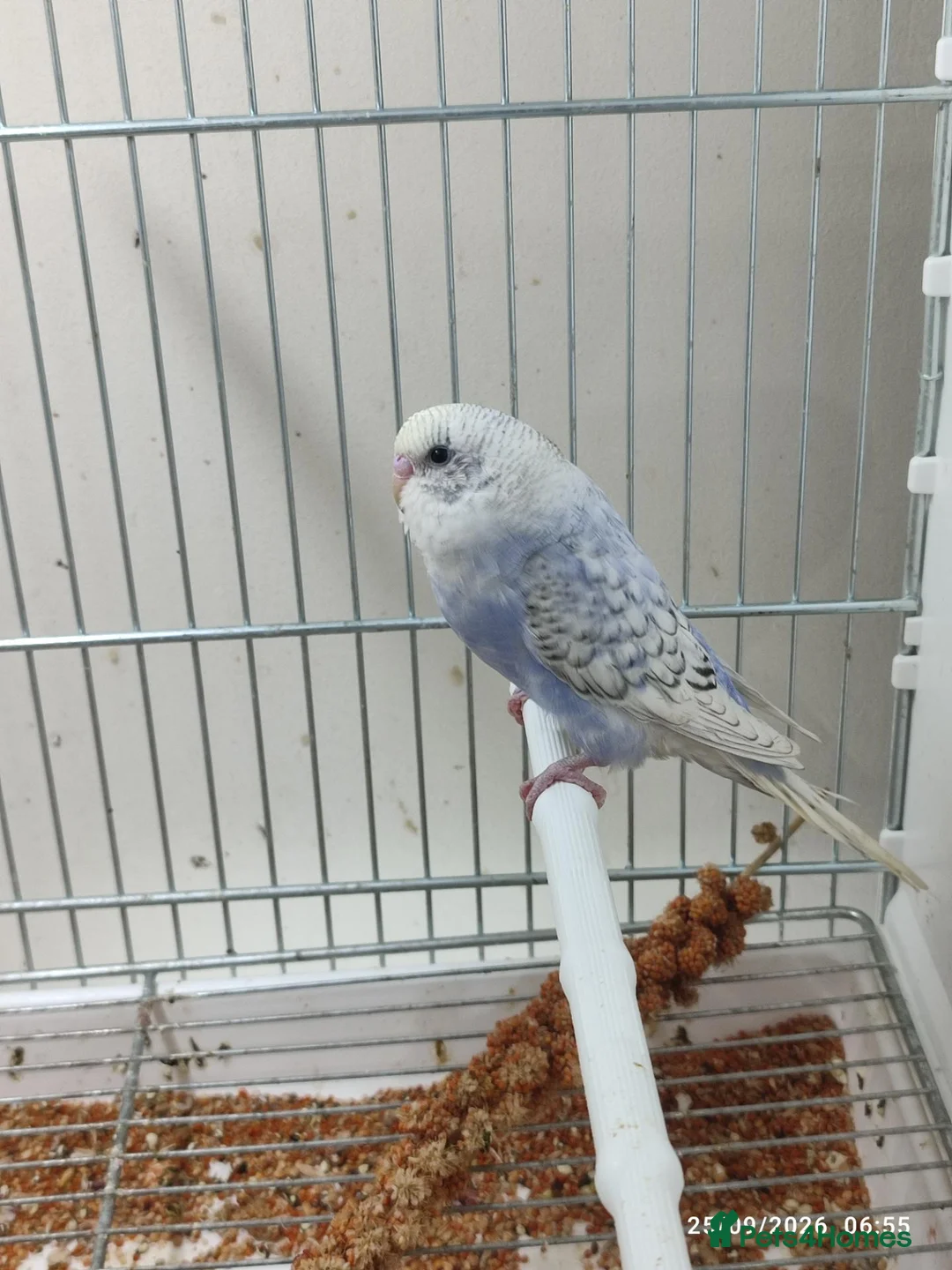 Budgerigars birds for sale: Budgies in London  - Advert 2