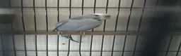 Budgerigars birds for sale: Cute budgies - Advert 4