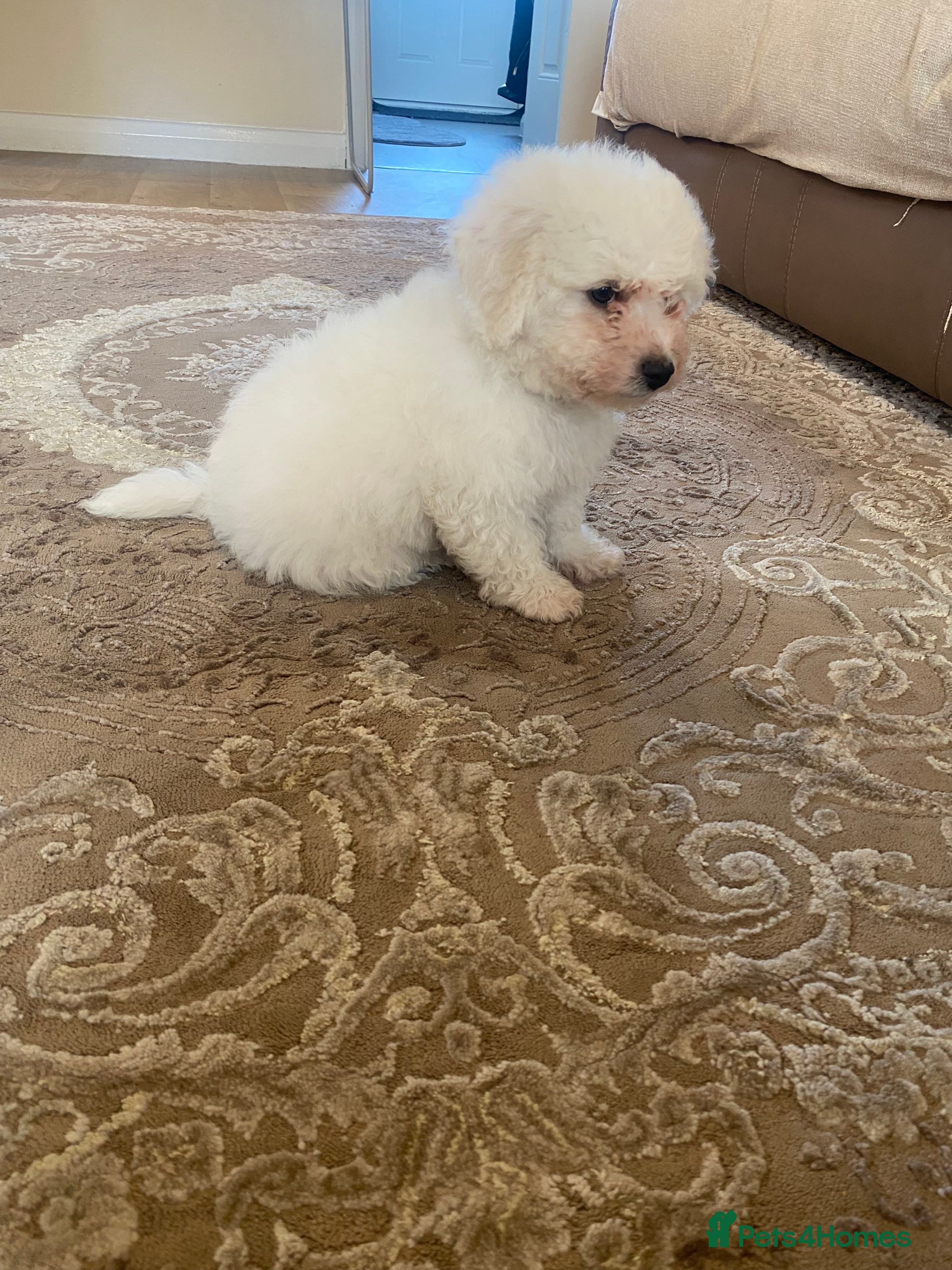 Bichon Frise dogs   Bichon frise puppies last boy  - Advert 1