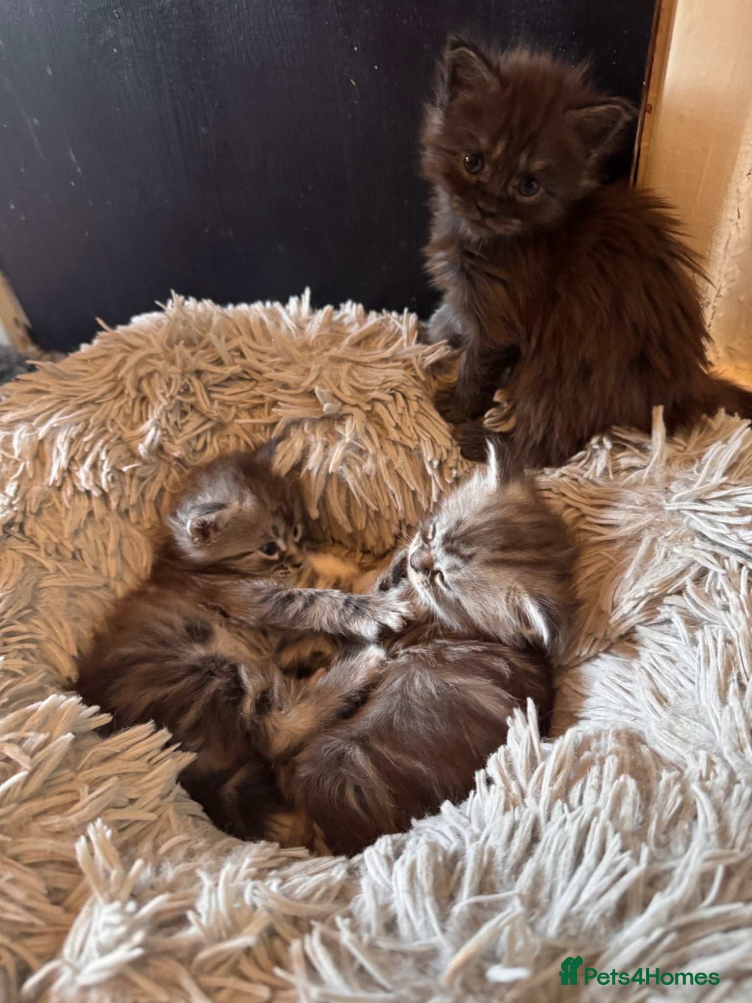 Maine Coon cats ⭐️3 beautiful maincoon kittens looking for  homes  - Advert 16