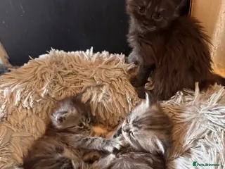 Maine Coon cats ⭐️3 beautiful maincoon kittens looking for homes - Advert 16