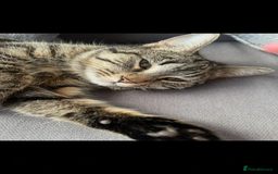 Mixed Breed cats for sale: 1 beautiful female kitten  - Image 4