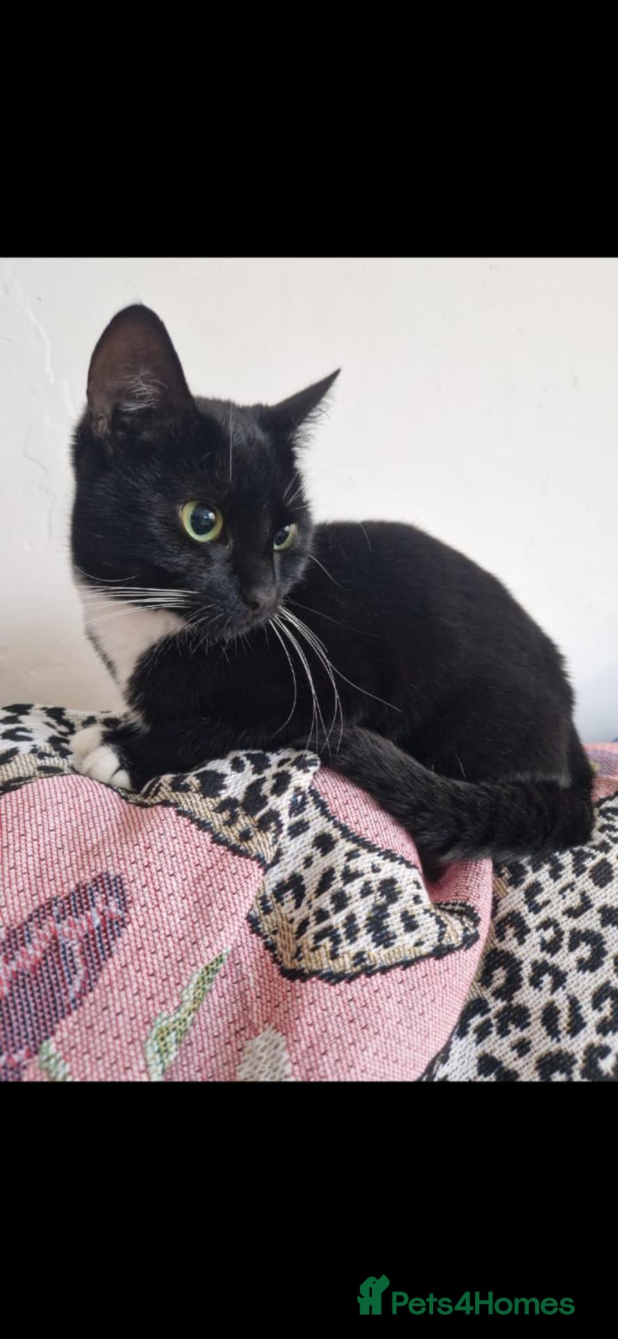 Domestic Shorthair cats for sale: 4 year old female and 3 year old male. - Advert 2