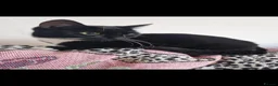 Domestic Shorthair cats for sale: 4 year old female and 3 year old male. - Advert 1