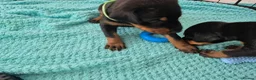 Dobermann dogs for sale: ⭐️⭐️⭐️⭐️⭐️ KC Reg European Dobermann puppies - Advert 3
