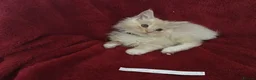 Maine Coon cats for sale: Confident & cuddly Maine coon kitts  - Advert 11