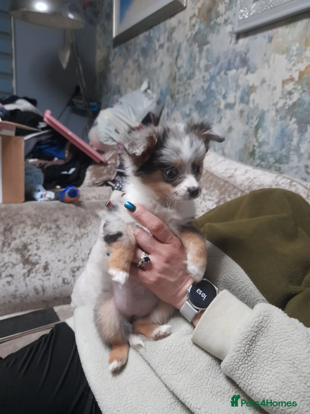 Pomchi dogs for sale: lovley little girl toy pomchi she has 4/5 coulour  - Advert 4