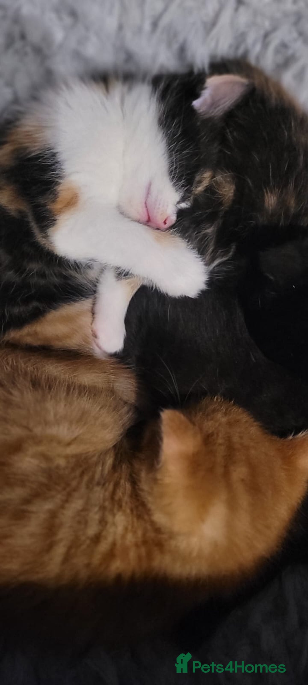 Mixed Breed cats for sale: Beautiful kittens needing loving homes - Image 4