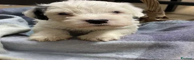  Puppy 5