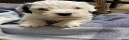 Sealyham Terrier dogs for sale: Sealyham Terrier puppies in Haverfordwest - Advert 8