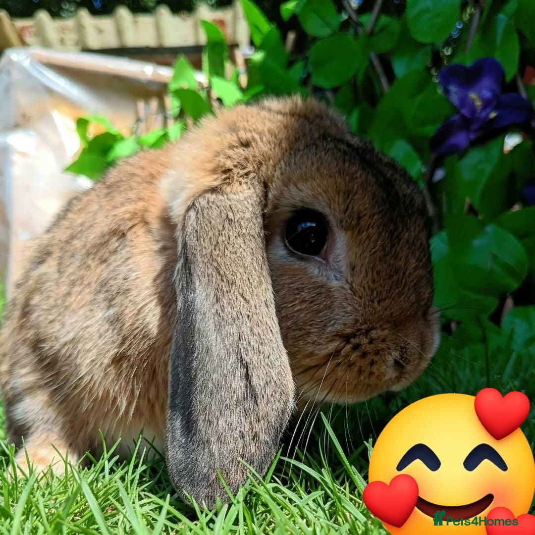 Mini Lop rabbits Mini lop  - Advert 10