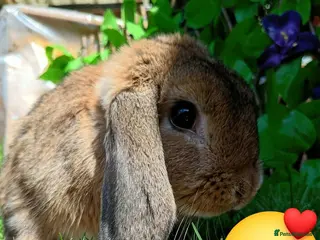 Mini Lop rabbits Mini lop - Advert 10