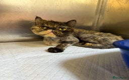 Mixed Breed cats for adoption: ELLIE -IS SHE NOT AMAZING LOOKING PERSIAN KITTEN?? - Image 7