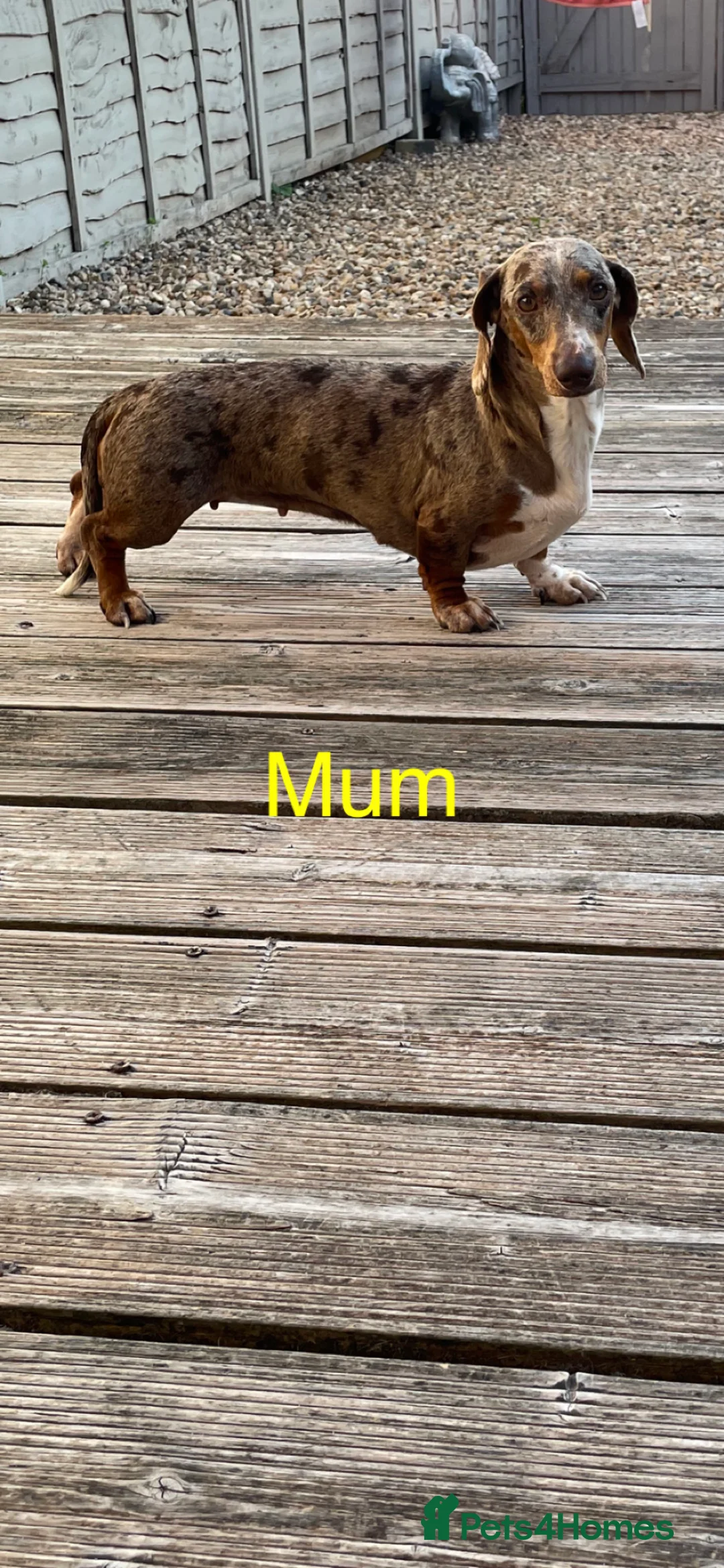 Miniature Dachshund dogs for sale: Miniature dapple piebald puppies - Advert 3