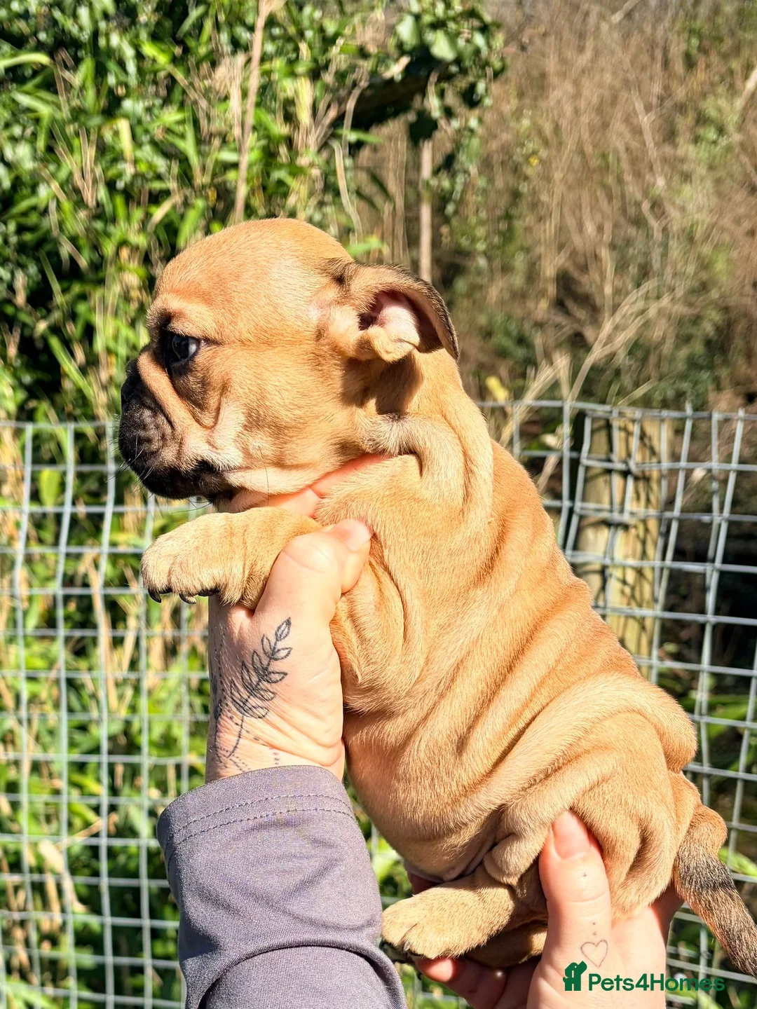 English Bulldog dogs for sale: Beautiful Bull dog puppies  - Advert 2