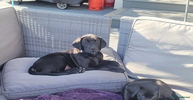 Labrador Retriever dogs - Advert 15
