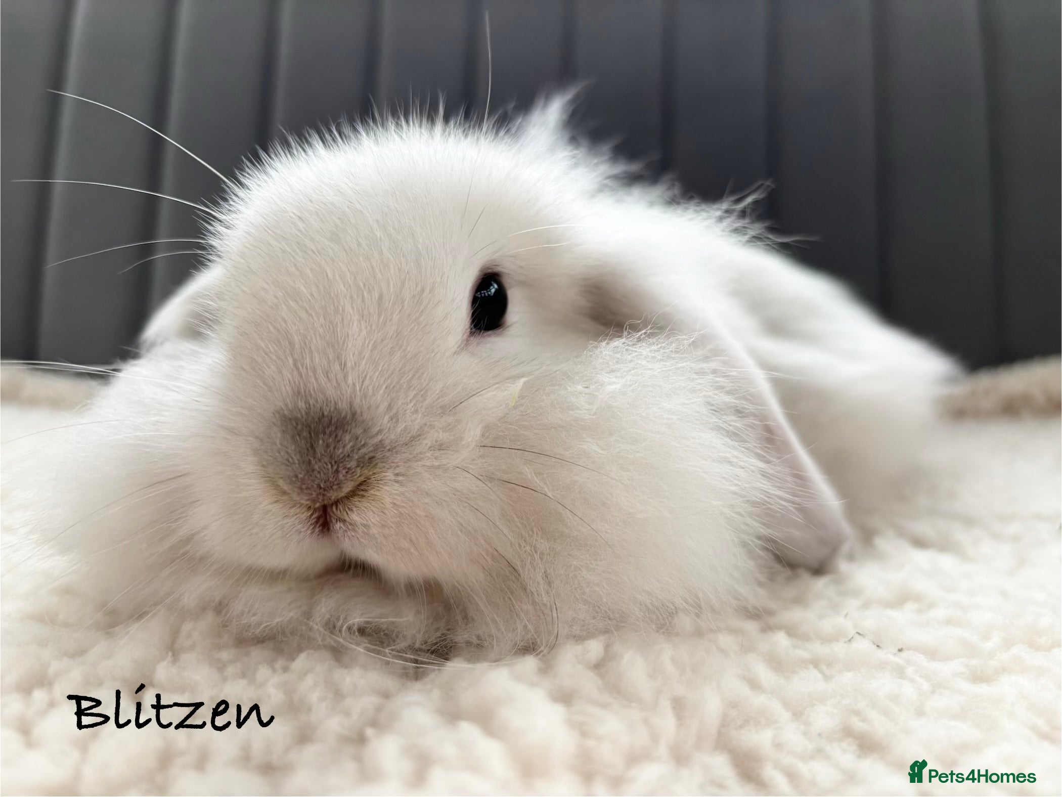 Mixed Breed rabbits Beautiful Fluffy Baby Rabbits- RESERVED  - Advert 2