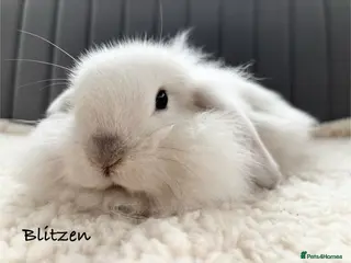 Mixed Breed rabbits Beautiful Fluffy Baby Rabbits- RESERVED - Advert 2