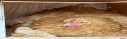 Chickens poultry for sale: Buff Orpington Chickens  in London - Advert 4