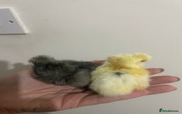 Chickens poultry for sale: Day old silkie chicks (pure breed)  - Advert 2