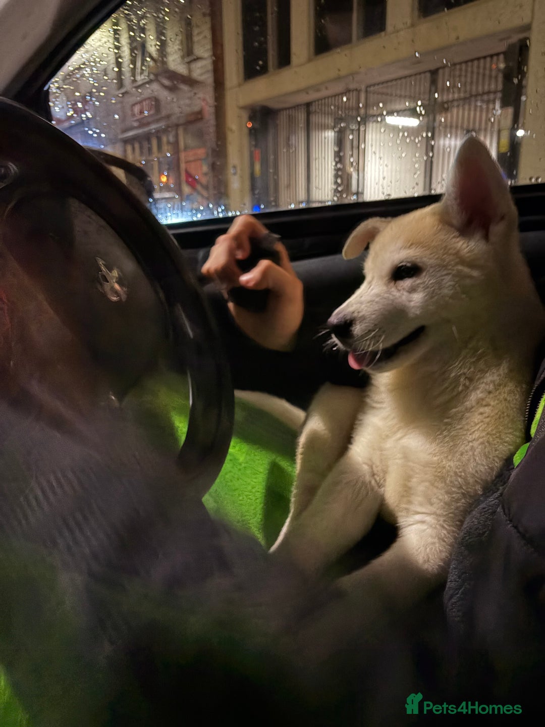 Siberian Husky dogs for sale: White male Siberian husky - Advert 5
