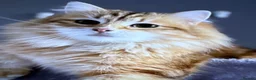 Siberian cats for sale: Siberian X Mainecoin Kittens / boys left  - Advert 2