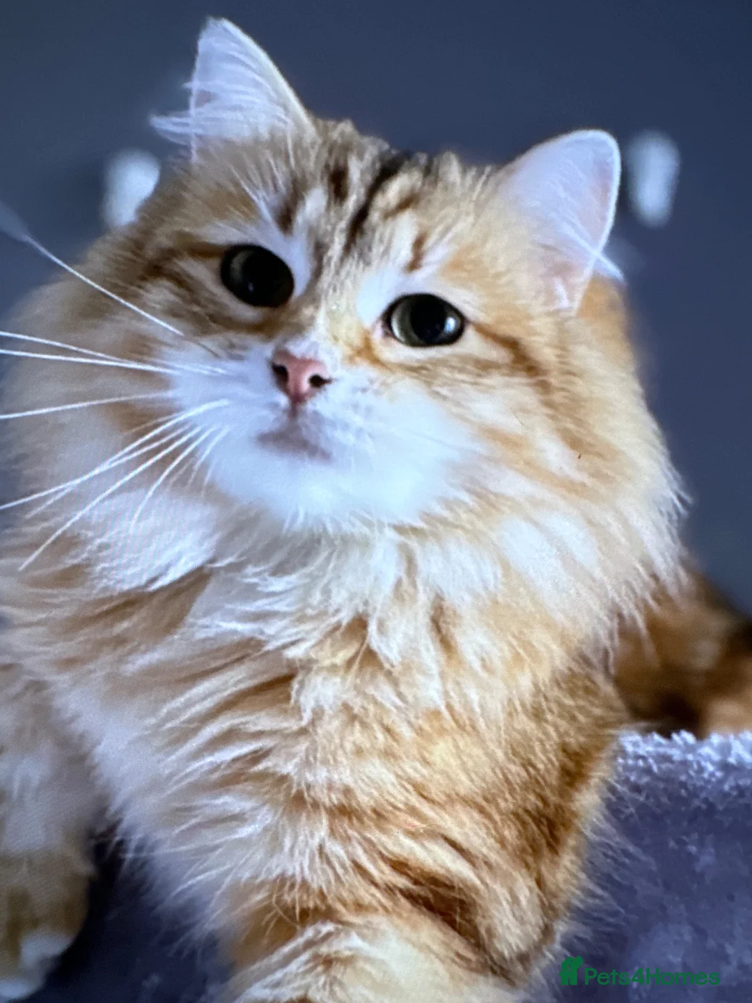 Siberian cats for sale: Siberian X Mainecoin Kittens / boys left  - Advert 2