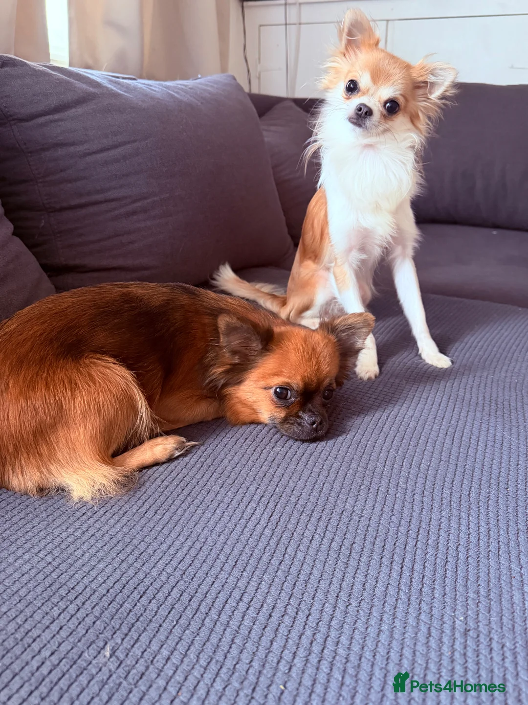 Pomchi dogs for sale: Pomchi boy - Advert 7