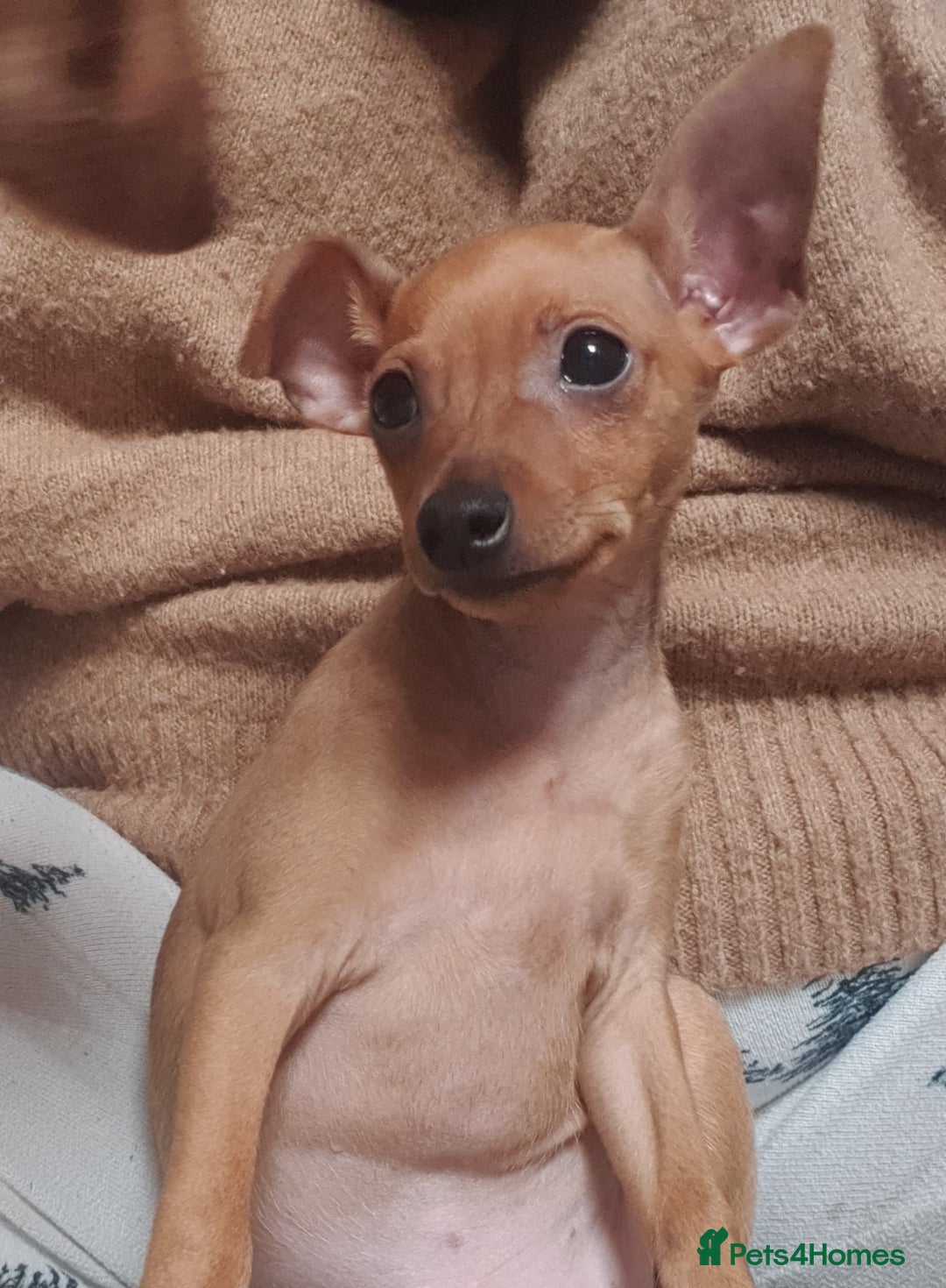 Miniature Pinscher dogs for sale: Miniature Pinscher Last boy pup show potential  - Advert 11