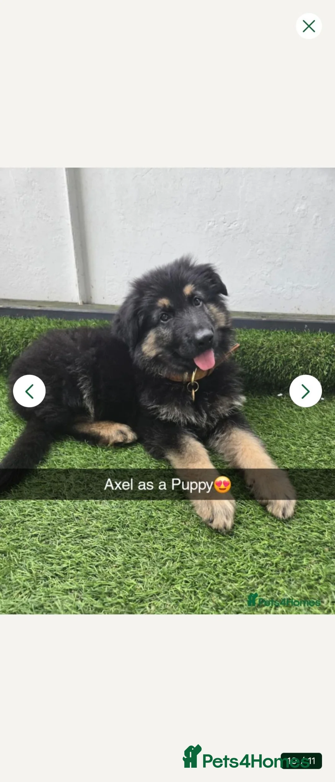 German Shepherd dogs for stud: Axel, German Shepherd🐾 - Advert 10