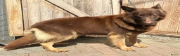 German Shepherd dogs for sale: CHOCOLATE AND TAN LONG COATED GERMAN SHEPARDS  in West Malling - Advert 39